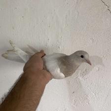 فروش کفتر کبوتر.