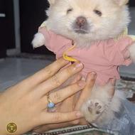 واگذاری پامرین خرسی عروسکی توجیبی سایز بسیار ریز  