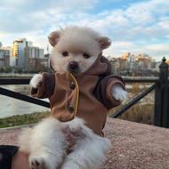 واگذاری پامرین خرسی عروسکی توجیبی سایز بسیار ریز