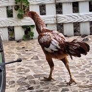 خروس لاری عالی