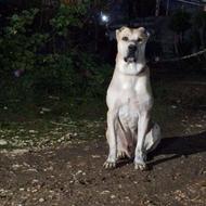 سگ خراسانی سن 2.5 همه چی سالم واگذاری