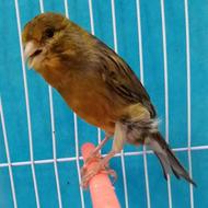 قناری نر پارسالی مستخوان آگات کبودسوخته