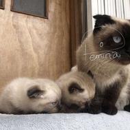 گربه اسکاتیش