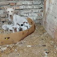 توله سگ پاکوتاه واگذاری