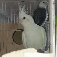 جفت عروس بالغ