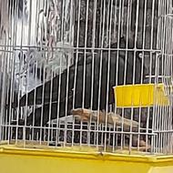 کبوتر خودمو ازتون میخرم