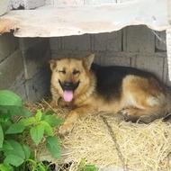 واگذاری سگ ژرمن ورک ماده