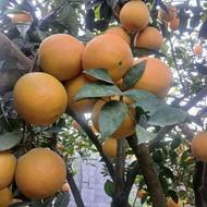 پرتقال تامسون شیرین درجه یک