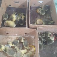 جوجه غاز محلی