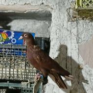 کبوتر ناریش بالا مایا