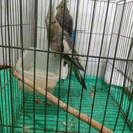 طوطی عروس جفت معاوضه با سیبرایت