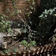 هرس کردن باغ وباغچه