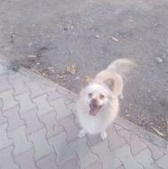 سگ پامرین روباهی