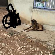 ماده سرابی جوان واگذاری