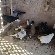 110کبوتر معاوضه موتور قیمت از100 تا 3میلیون