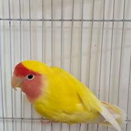 خریدار طوطی کوتوله