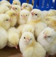 گوشتی درجه یک