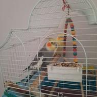 یک جفت عروس هلندی ..