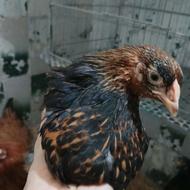 نیمچه ویاندوت سلطان گلین پولند