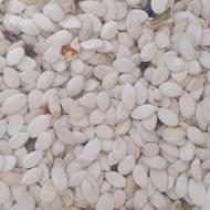 تخمه کدو مرمر اجیلی