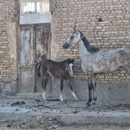 مادیان و کره مادیان