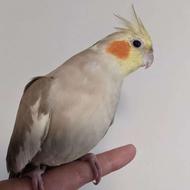 عروس هلندیم