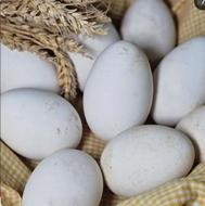 خریدار همیشگی تخم غاز