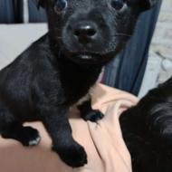 سگ شیواوا 40روزه واگذار