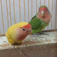 طوطی برزیلی معروف به کوتوله