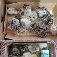 سلام فروش جوجه بوقلمون 7روزه