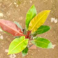 گل آپارتمانی و فضای سبز