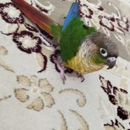 طوطی گرینچیک نر.سخنگو. سرحال و سرحال .عالی