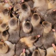 فروش جوجه غاز محلی