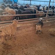 2 راس بره نر