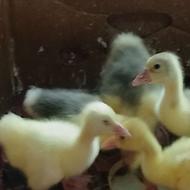 جوجه غازدورگه اوکراینی 11و6روزه