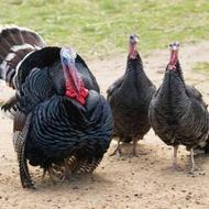 فروش بوقلمون ارگانیک