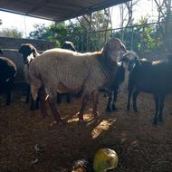 یک راس قوچ دو رگ افشار مولد جوان