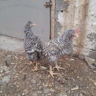 یک عدد خروس و مرغ پیلموت راک اصل فروشی