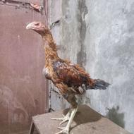 جوجه خروس لاری