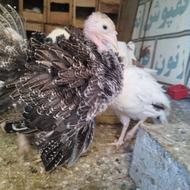 جوجه بوقلمون 3 ماهه