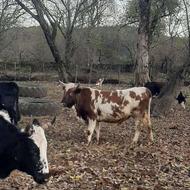 فروش گاو نر 15 ماهه