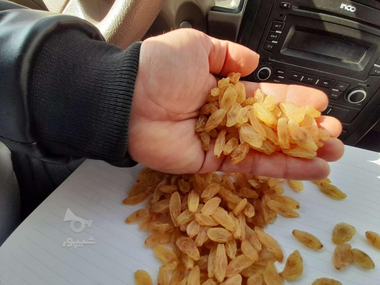 کشمش زرد کاشمر امسالی