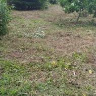 علفتراشی پذیرفته میشود