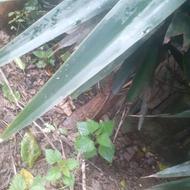 گل یوکا 5 ساله