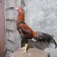 خروس لاری اصیل