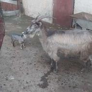 فروش بز و بزغاله