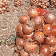 پیاز زرد دامی