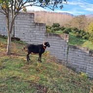 فروش گوسفند نر تخمی خوشگل 3 ساله