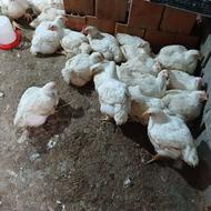 مرغ ماشینی ارگانیک خانگی