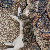 گربه نروماده